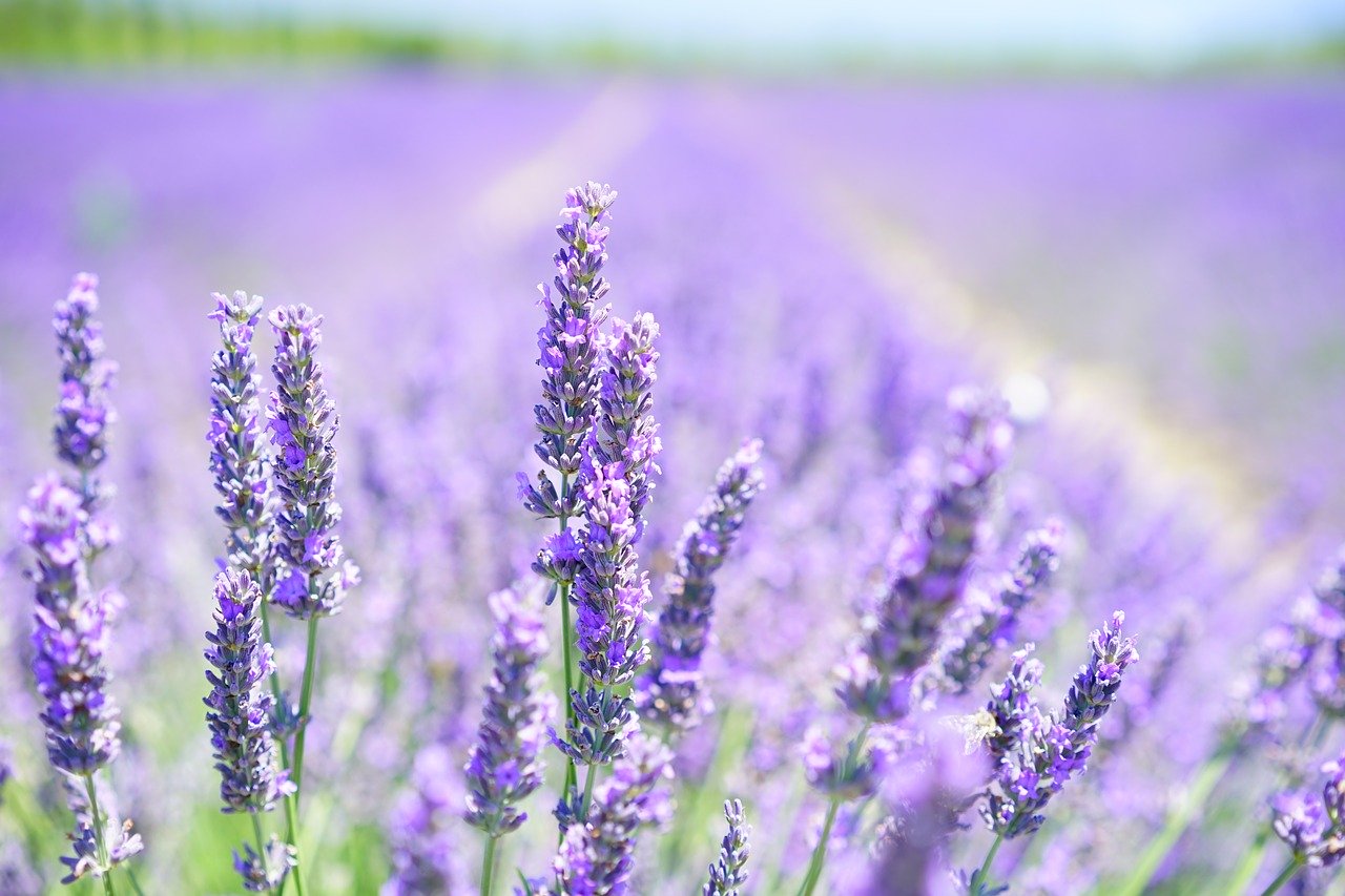 lavender-flower-meaning
